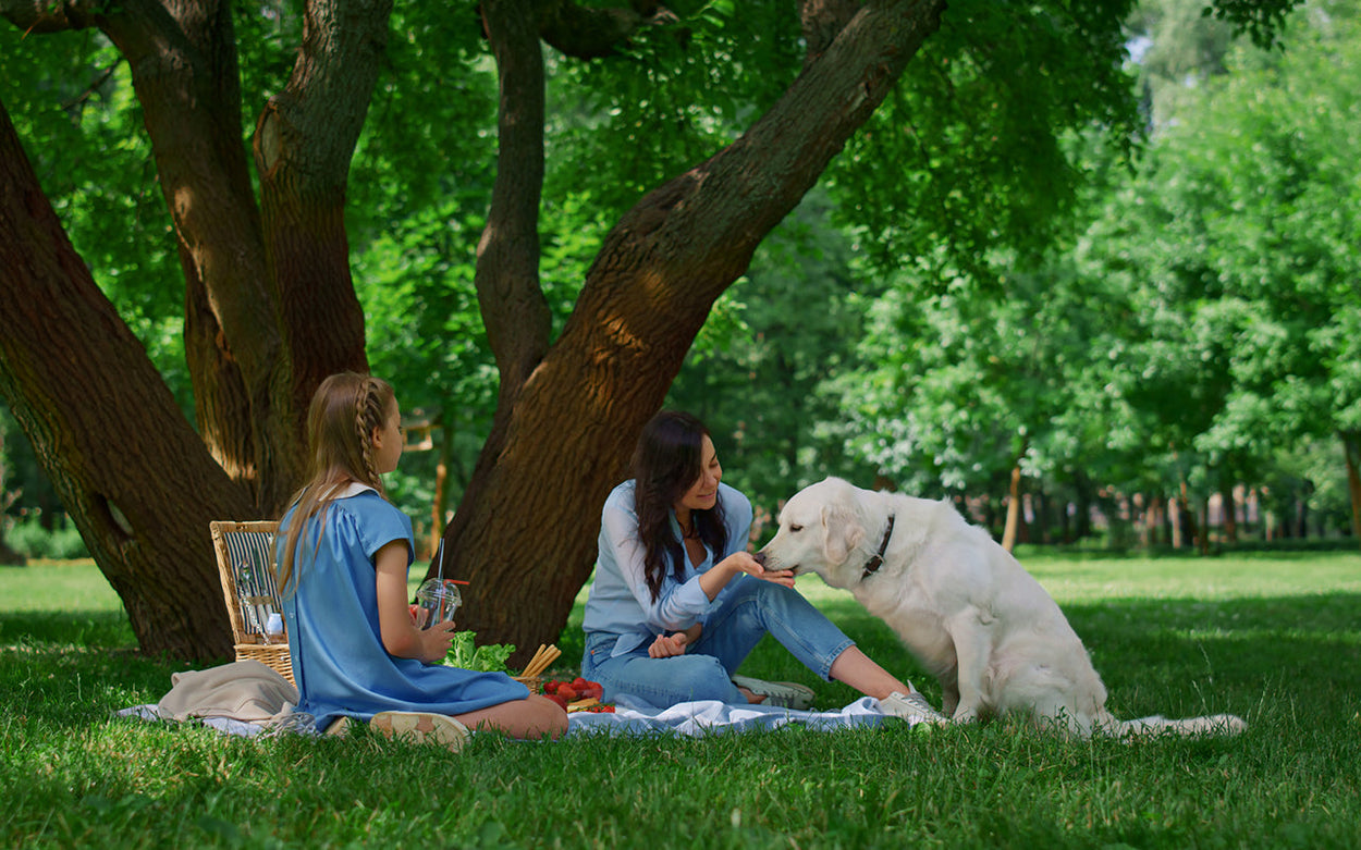A woman, a young girl, and a labrador enjoy a picnic in the shade of a tree