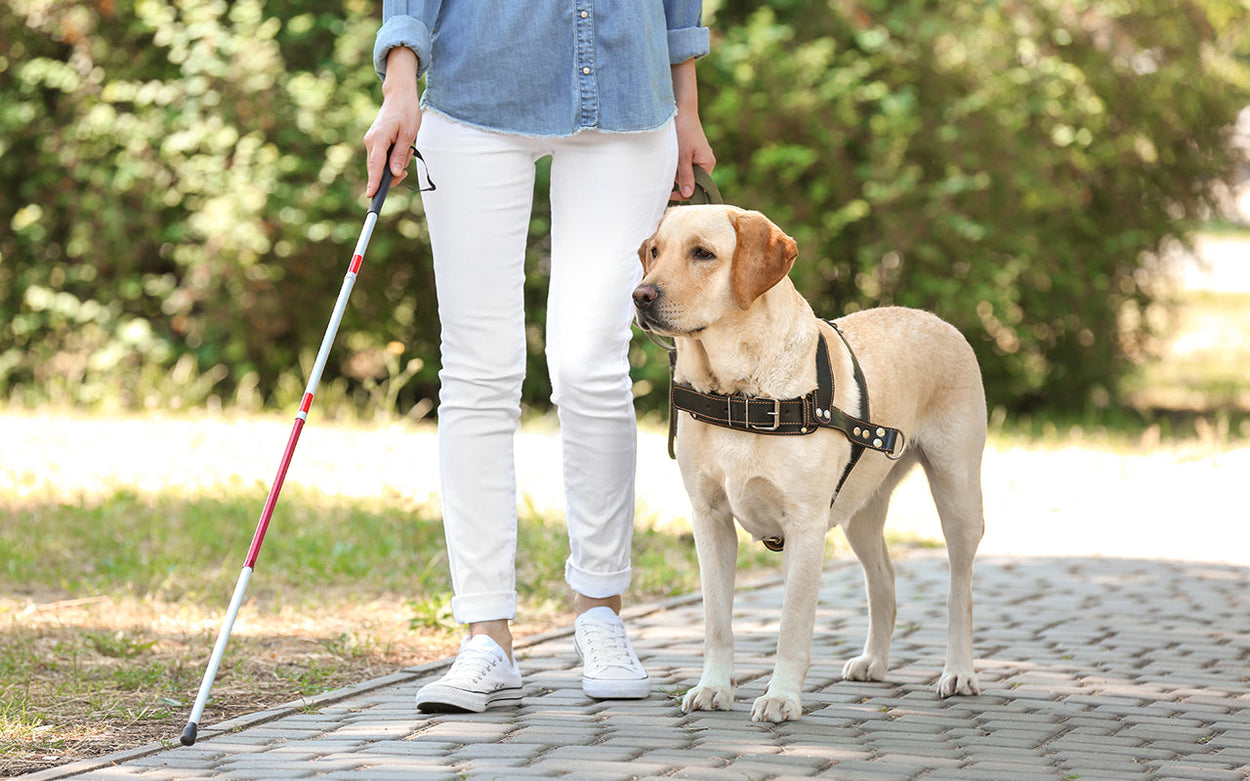 A person walking along a path in a park on a sunny day. They have a guide dog and are using a red and white mobility cane.