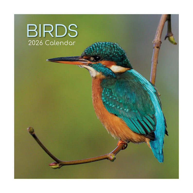 2026 Square Wall Calendar Birds