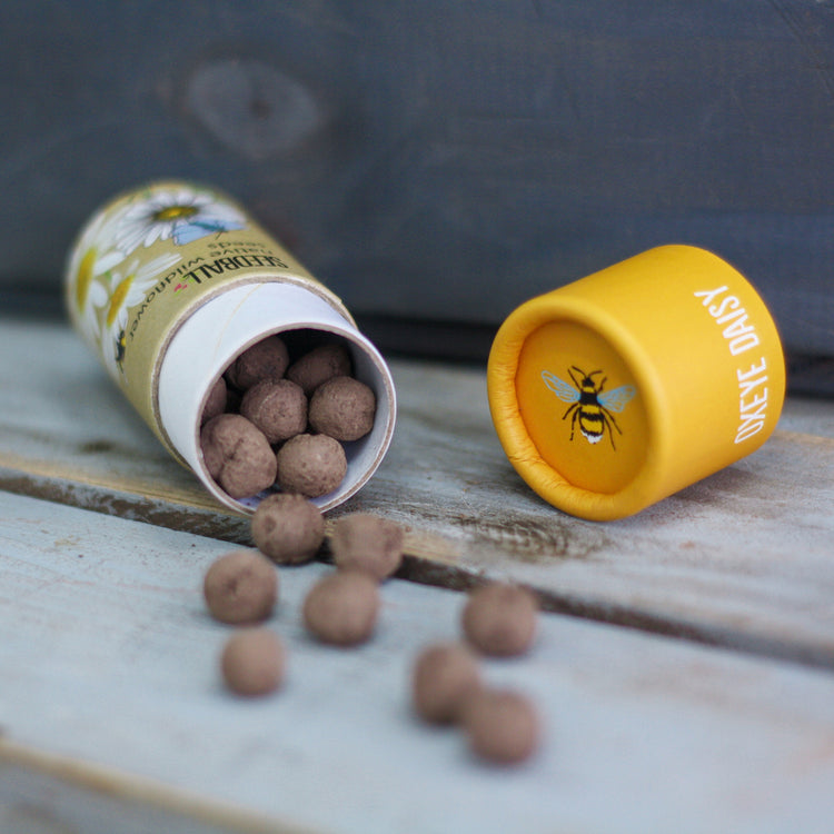 Alternative view of Seedball oxeye daisy tube