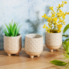  Japandi mini planters with flowers on a table