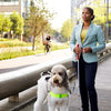 Person using the hable One outside with cane and dog