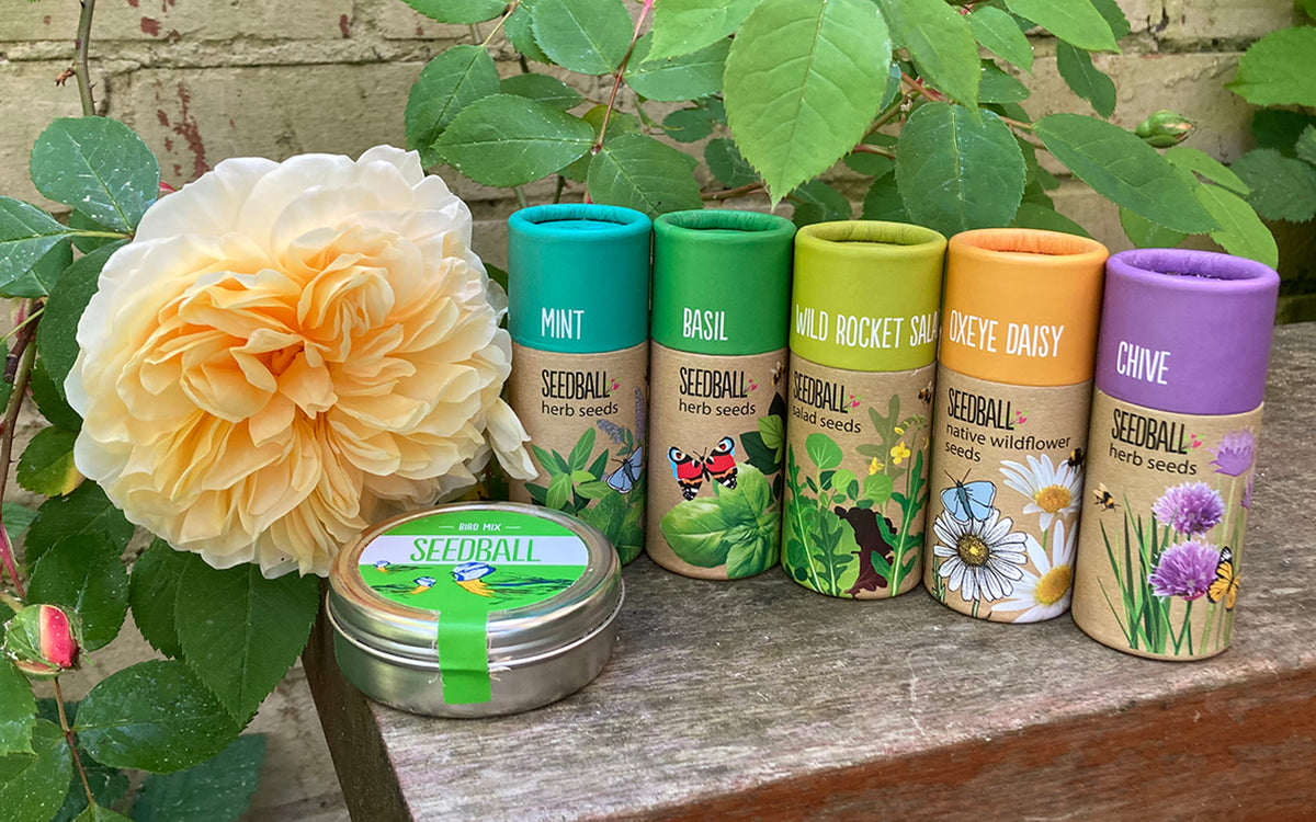 Five Seedball tubes (mint, basil, wildrocket salad, oxeye daisy, and chive) and a bird mix seedball tin on a weathered wooden bench next to a blousy apricot-coloured rose bloom