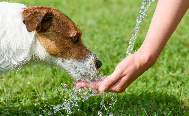 A small brown and white terrier drinks water that is being poured on to a person's hand. A lush green lawn in the background.