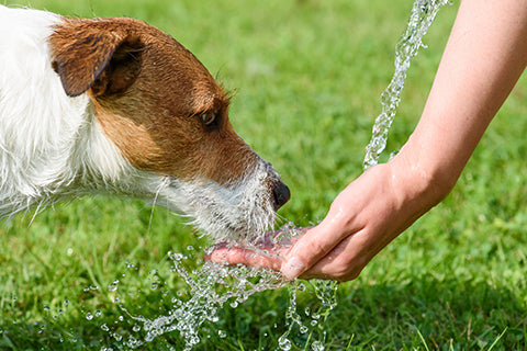 A small brown and white terrier drinks water that is being poured on to a person's hand. A lush green lawn in the background.