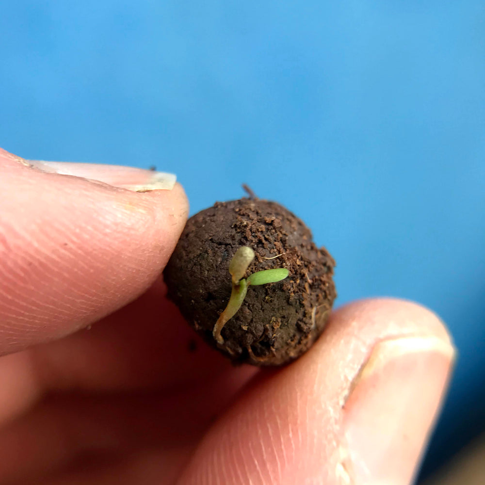 A person holding a sprouting seedball between finger and thumb
