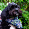 A black and white dog wearing a blue floral bandana around its neck, set against a lush green outdoor background.