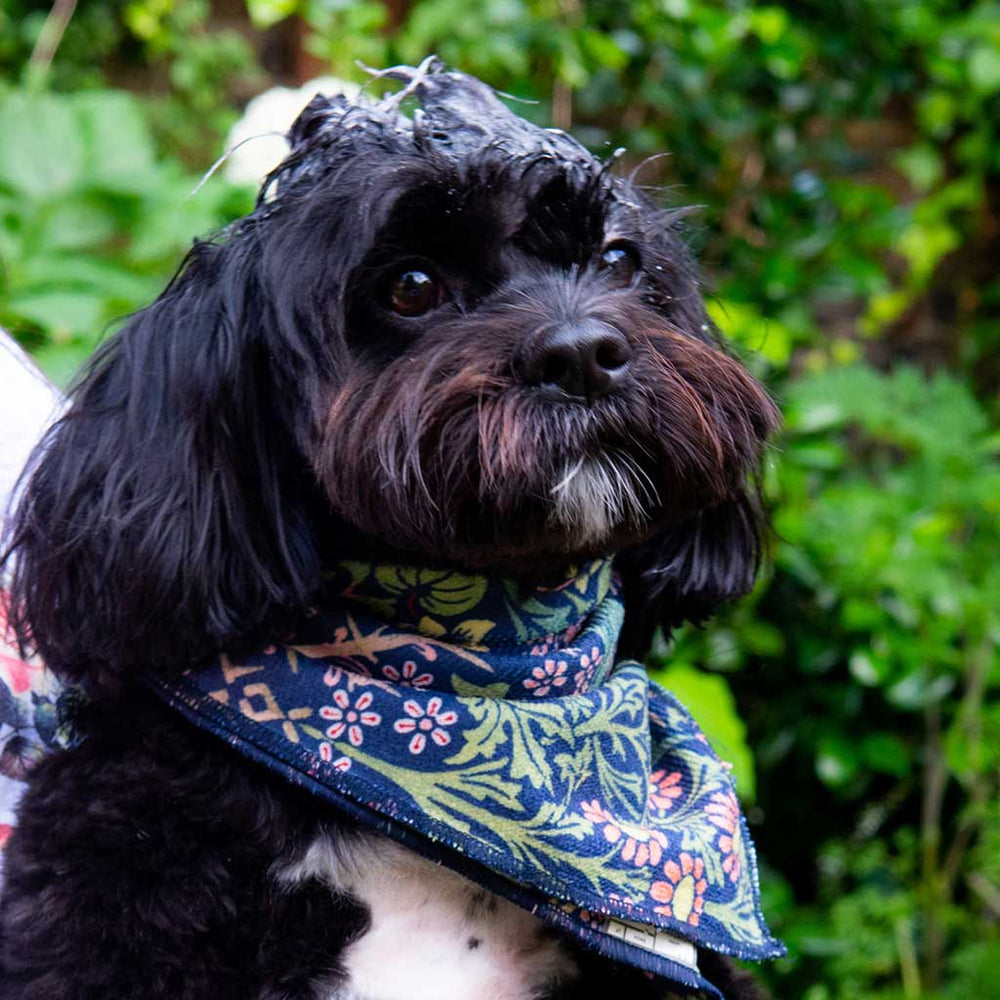 A black and white dog wearing a blue floral bandana around its neck, set against a lush green outdoor background.