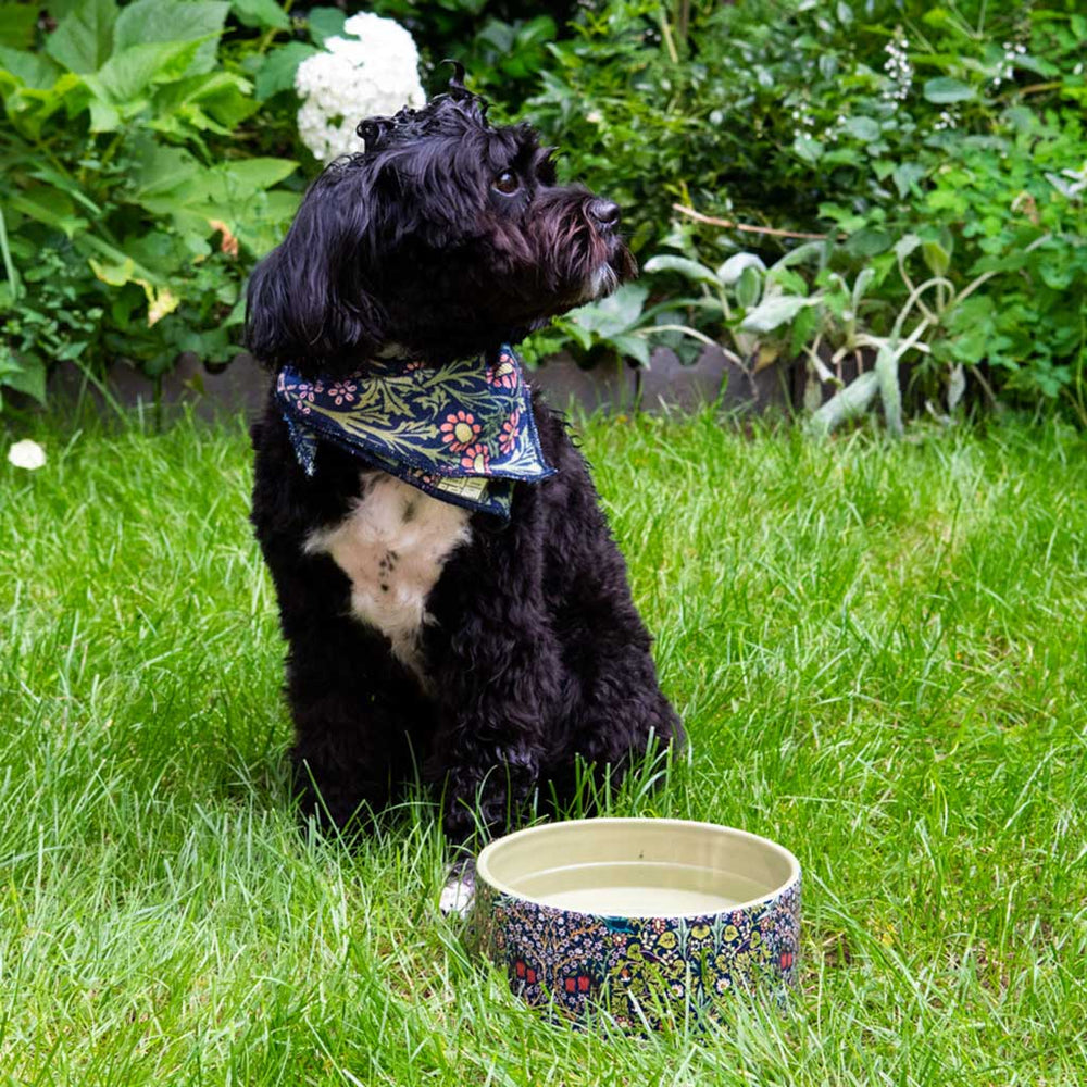 A small black dog with a cream patch on its chest sits on green grass in a garden, wearing a floral bandana. A matching floral pet bowl is placed in front of it.