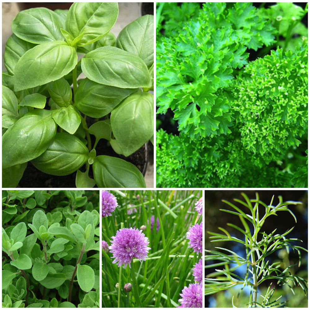 Collage of photos showing fully grown herbs: basil, parsley, sweet marjoram, chives, dill